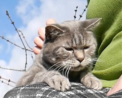 Neighbours cat using my garden cheap as a toilet