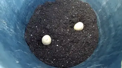 Seed potatoes in the base of the bucket.