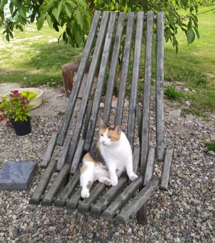 Cat sitting on garden bench