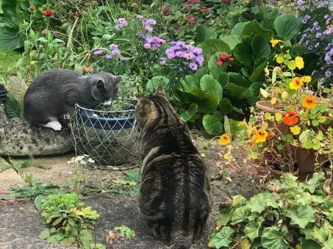 Neighbours cat using my garden as a clearance toilet