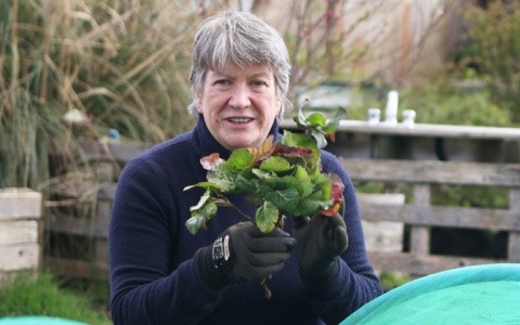 Cabbage starts or young plants.