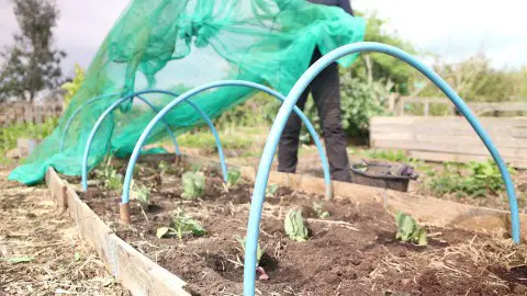 Covering a brassica low tunnel frame with netting.