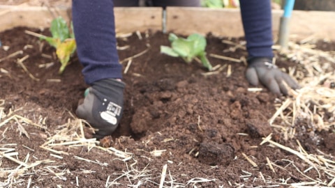 Digging a planting hole in the ground using a trowel.