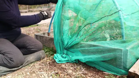 Opening one corner of netting over a brassica tunnel to allow access to the growing bed.