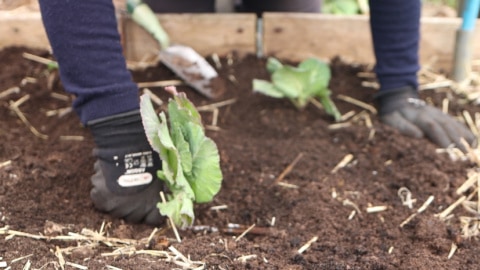 Firming the soil around newly planted cabbage plants.