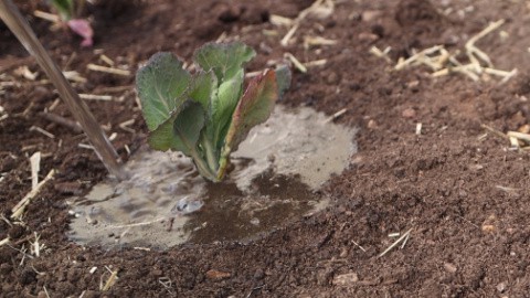 Water newly planted cabbage plants well to help them establish.