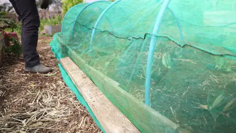 Using lengths of wood to hold down the netting.
