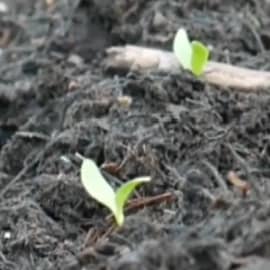 First leaves from a parsnip seed.