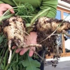 How to grow Parsnips right from seed to harvest