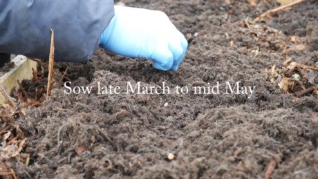 Sowing parsnip seeds in a row.