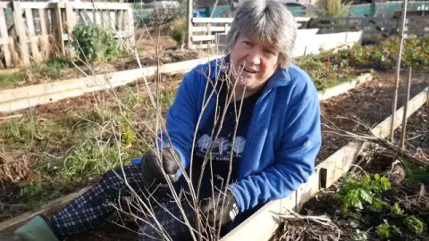 Parsnip plant that has gone to seed to collect them for use next year.