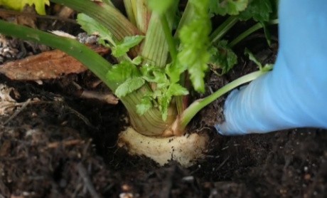 Starting to harvest a parsnip.