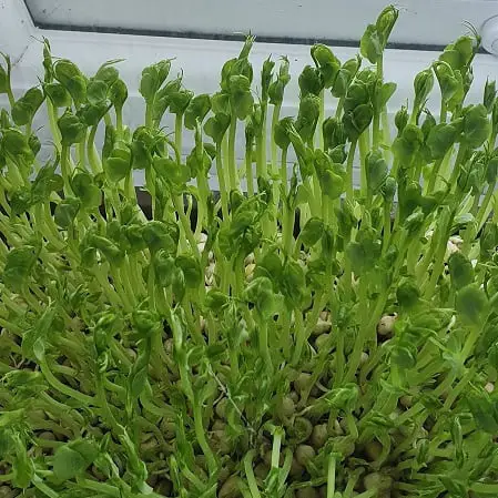 micro greens growing on a windowsill