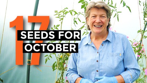 What seeds to sow in October