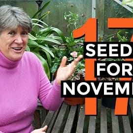 Seeds to sow in November