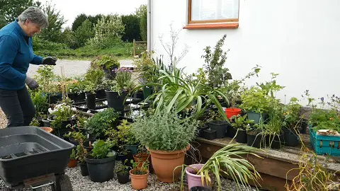 Growing plants in pots and buckets