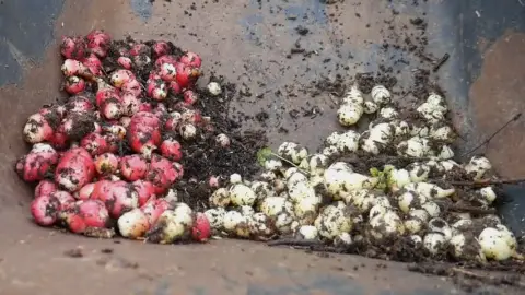 Oca is a perennial vegetable