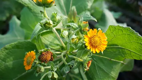 Flowers of Yacon, a perennial vegetable