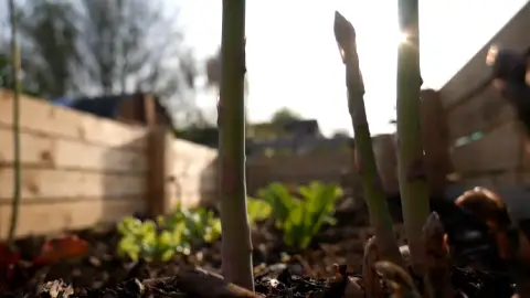 Asparagus is a perennial vegetable