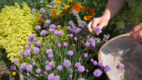 Picking fresh flowers for chive vinegar