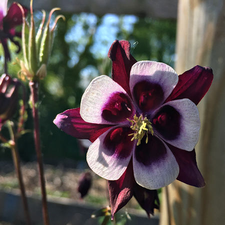 Columbine or Granny's bonnet is a popular cottage flower