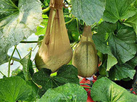 recycle clothes in the garden, old pantyhose to support melons