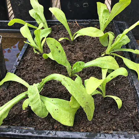 Prick out seedlings to give them room to grow