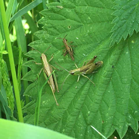 Grasshoppers on nettle leaves, wildlife in garden