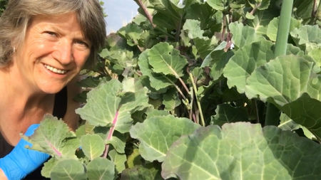 Perennial kale can grow into a large plant