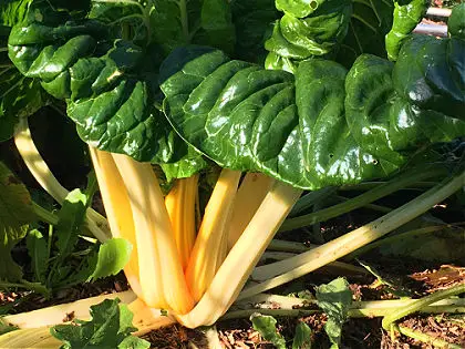 drought resistant Swiss chard