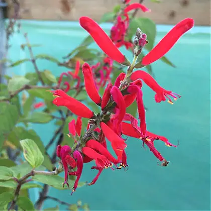 Salvia is drought tolerant once established