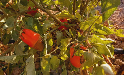 Blossom end rot on tomatoes in Spain