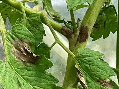 signs of blight on tomato plants