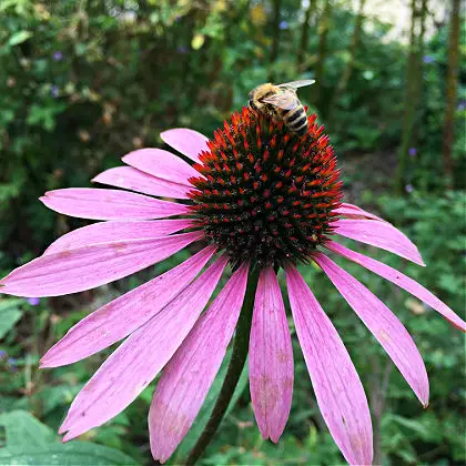 drought tolerant echinacea