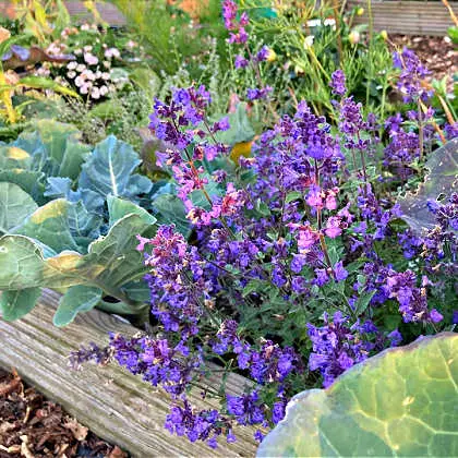 Nepeta, drought resistant flowers