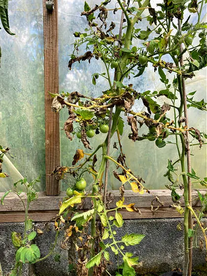 tomato blight spreads over the plant rapidly
