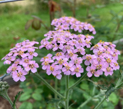 drought resistant flowers like yarrow