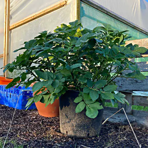 Potato plant growing in large pot