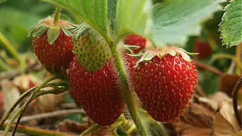 How to grow strawberries