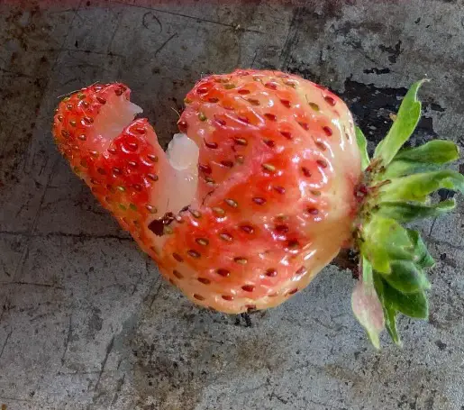 Strawberry pecked by birds