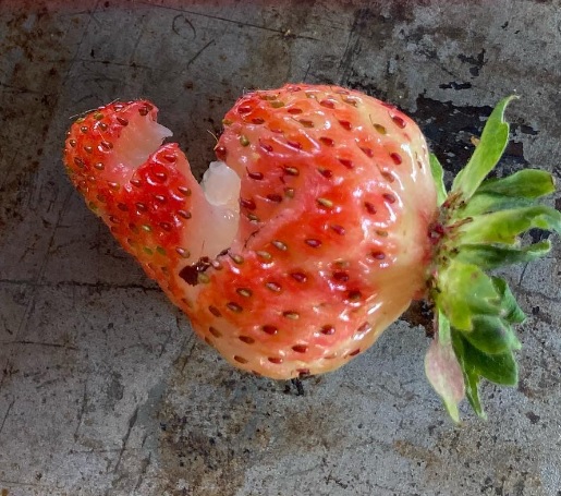 Growing Strawberries Byther Farm Growing Strawberries Byther Farm