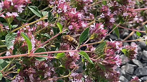 herbs like oregano attract bees