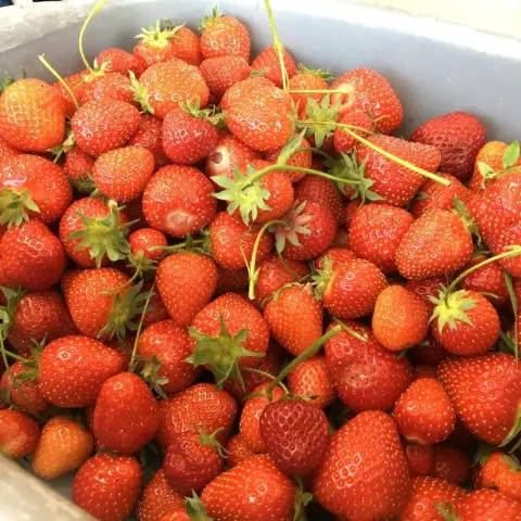 Freshly picked strawberries