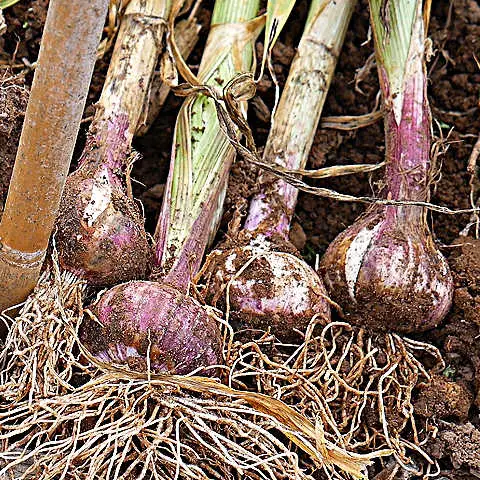 15 Best tips for growing garlic
