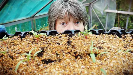 multi sown beet seeds in module tray