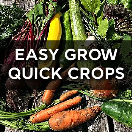 Fast growing vegetables for quick harvests