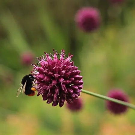 Bumble bee on maroon allium flower in the vegetable garden in July