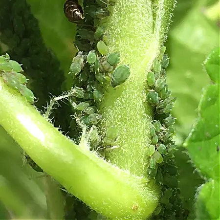 Aphids in vegetable garden in July