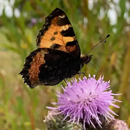 Butterfly on thistle flower in the vegetable garden in July