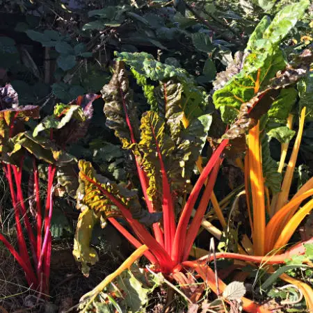 Mature five color chard plants